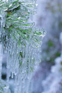 Ice Hanging from Pine Needles