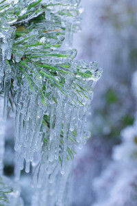 Ice Hanging from Pine Needles Ice Hanging from Pine Needles