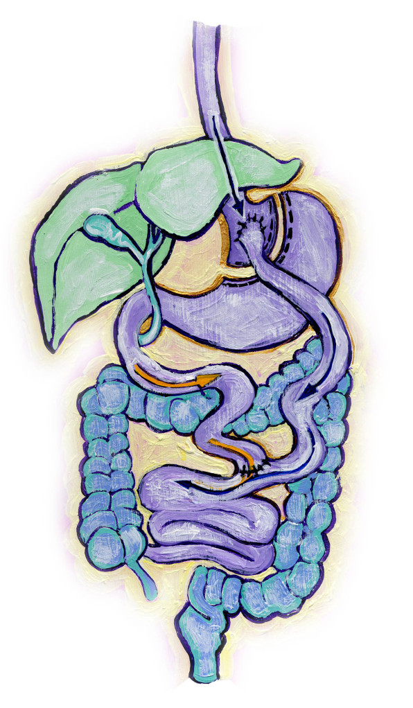 Illustration of internal organs by Susan Keeter
