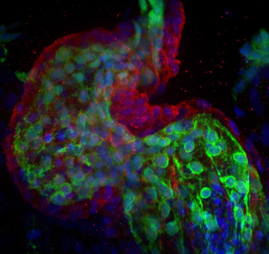 ImageJ=1.45i Image taken by PhD student Yongchang Ji.