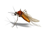 Mosquito