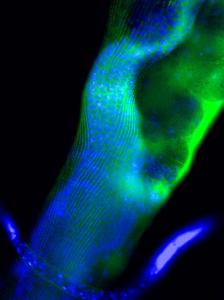 Pruyne Lab_JCB Cover