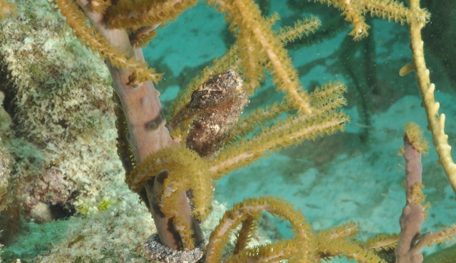 A memorable seahorse from one of Meany's expeditions.