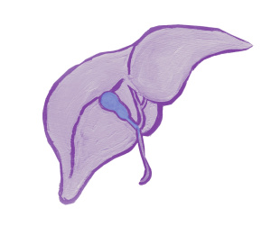 liver.gall