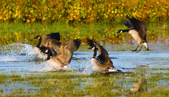 Geese landing at Montezuma Photo by Wendy Kates.
