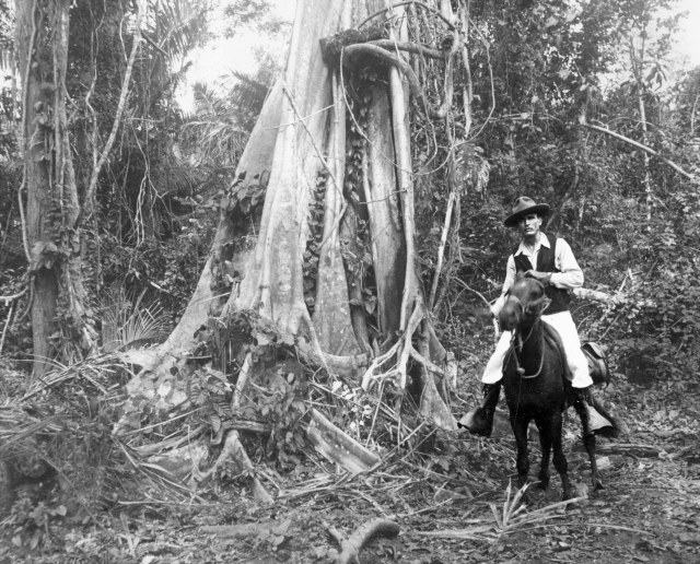 Justus Mueller, PhD in a rainforest near Juanjui, Peru, 1941. From the Upstate Medical University archives.