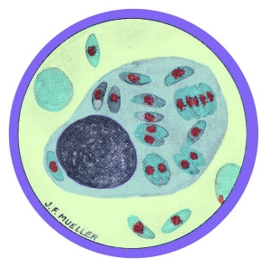 muellerclr-1