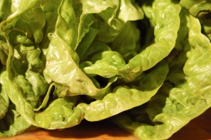lettuce 1