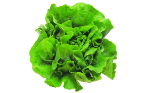 lettuce