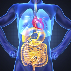 The pancreas is behind the stomach.