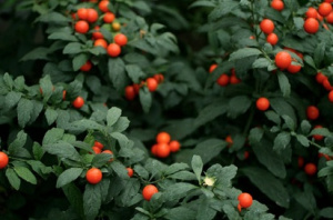 Jerusalem Cherry, courtesy of USDA.gov