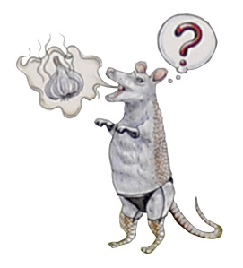 mouse03