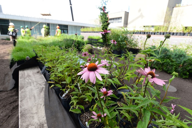 Trees and plants were installed in June in the healing garden. Below right: landscape architect Diane Burkard talks with Martin Cleaver of ProScapes. Photo by William Mueller.