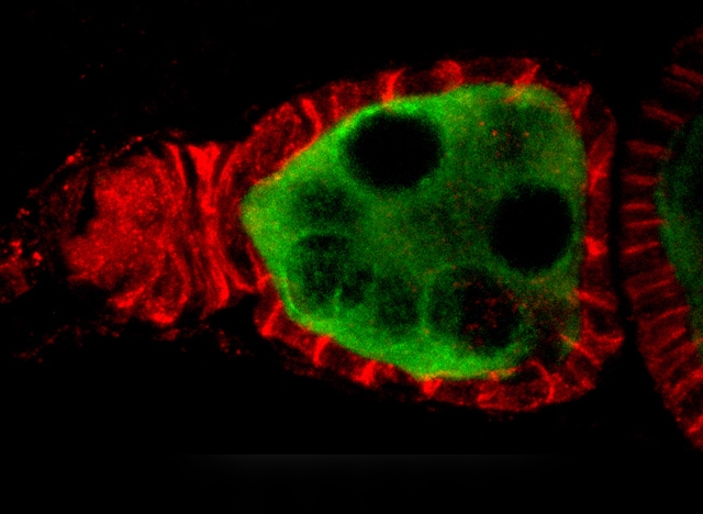 Fruit fly ovaries are made up of subunits called germanium, which house germline stem cells, as shown in green above. Germline cells are the sex cells that pass along genes to the next generation.