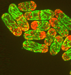 fission yeast