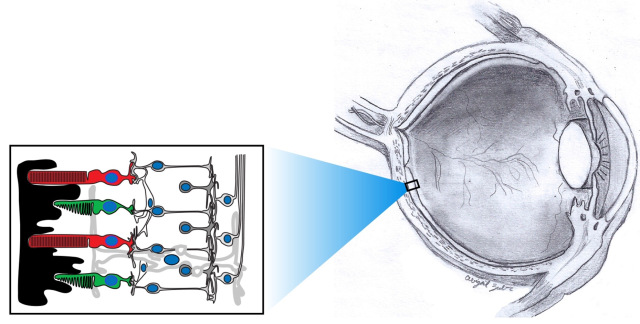 The retina is the light sensing tissue at the back of the eye that converts light into electrical signals that are interpreted as visual images by the brain. Animals that have backbones, called vertebrates – which includes humans, as well as frogs – have the same types of retinas, comprised of six major neurons, or nerve cells, and one glial cell: ganglion cells, horizontal cells, cone photoreceptors, rod photoreceptors, amacrine cells, bipolar cells and Muller glial cells. The retinal pigmented epithelium is the pigmented cell layer outside the neural retina that supports photoreceptor function. Whether due to age or an inherited condition, retinal diseases that lead to blindness usually affect a particular cell type first. Death of one type of cell leads to subsequent loss of other neurons in the retina, progressive retinal degeneration and, often, blindness. EYE DRAWING COURTESY OF ABIGAIL ZUBER AND ADAPTED FROM AN EYE DIAGRAM FROM THE NATIONAL EYE INSTITUTE. THE RETINA SCHEMATIC IS COURTESY OF ANDREA VICZIAN, PhD.