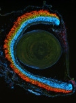 This slice of a frog retina is stained with antibodies that recognize rods (red), cones (green) and cell nuclei (blue). Frogs have the same retinal cell types as the human retina. FROM THE LAB OF MICHAEL ZUBER, PhD.