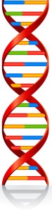DNA strand