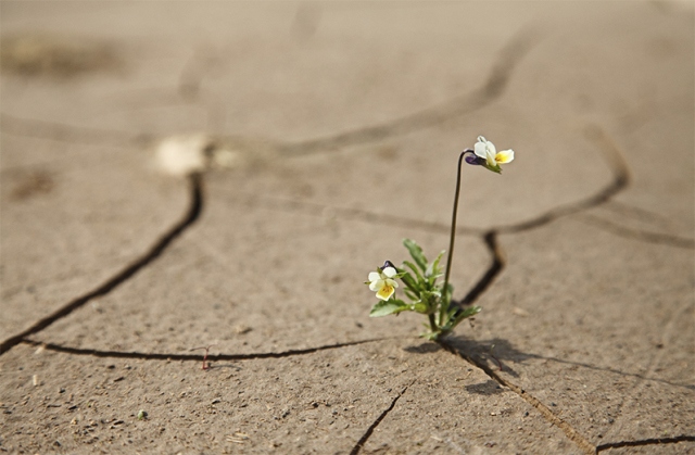 flower blooming in a desert