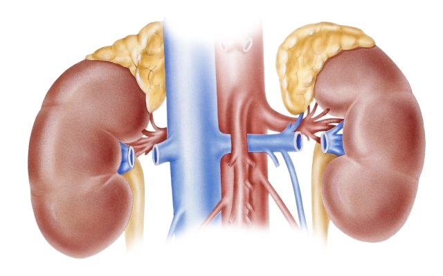 Kidneys
