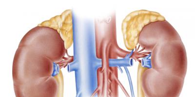 Restoring peace: Why salvaging the adrenal gland makes sense