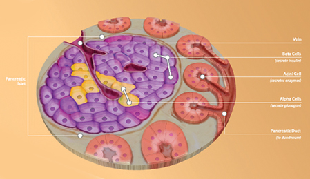 Pancreatic islets, such as seen here, produce insulin. Islet transplantation is being studied for possible treatment of severe diabetes and chronic pancreatitis but is currently only available in clinical trials in the U.S.