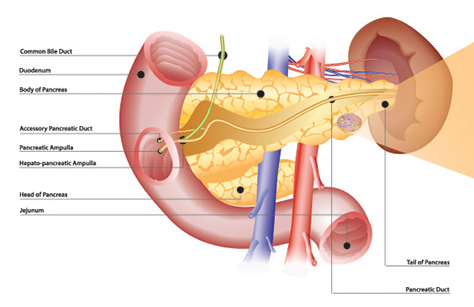 An overview of the pancreas. A diagram of a pancreatic islet appears at the end of this article.