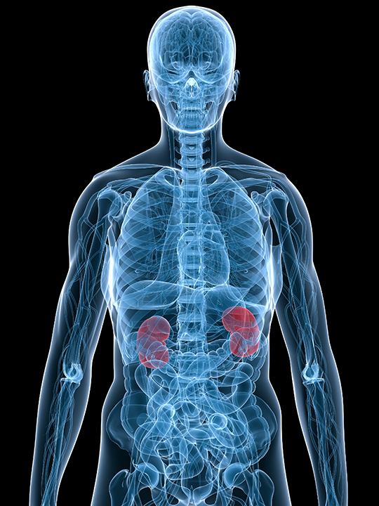 Experts are examining when it is appropriate for the kidneys, shown in red, to undergo a biopsy.