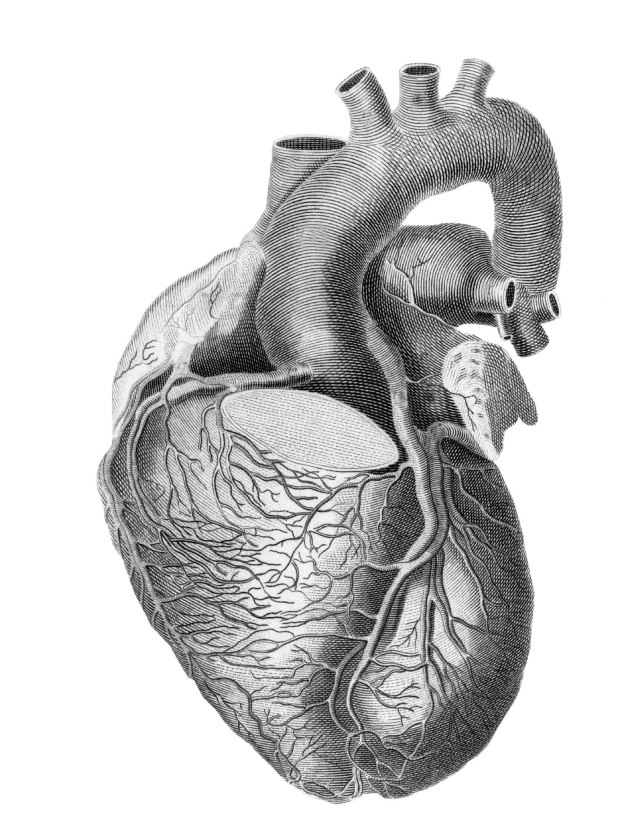heart