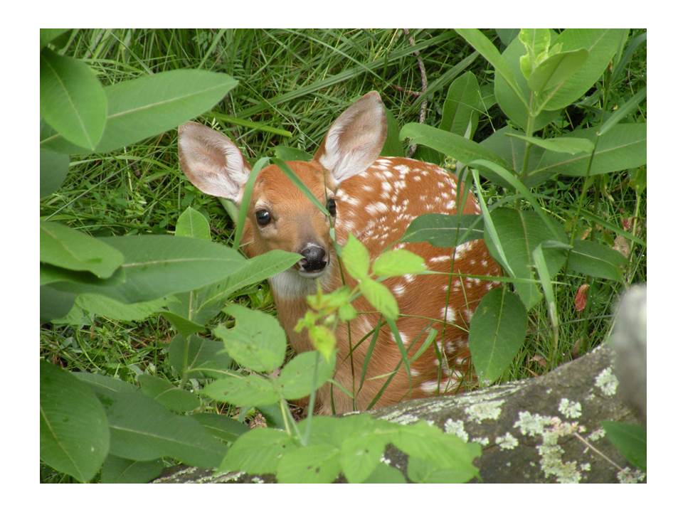A newborn fawn photographed by Patty Mondore at her camp in Redwood, in the Thousand Islands region.