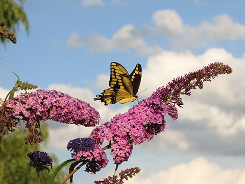 Mondore captured this image of a butterfly and butterfly bush at her home in Jamesville.