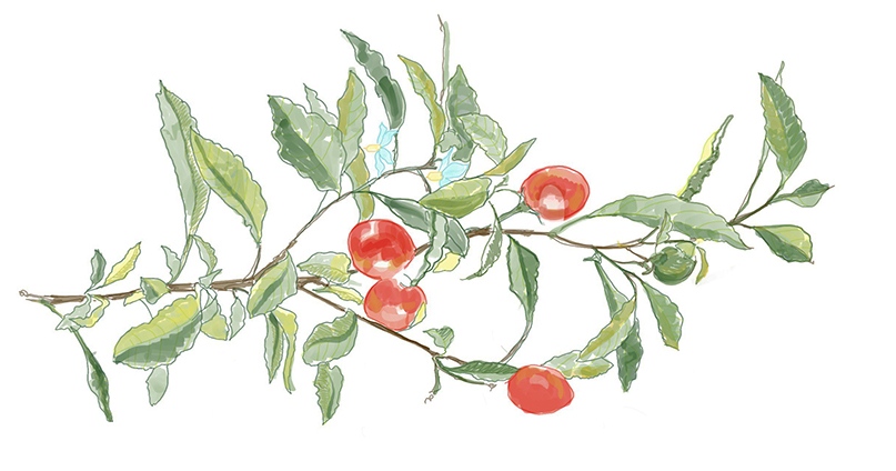 Ashwagandha plant