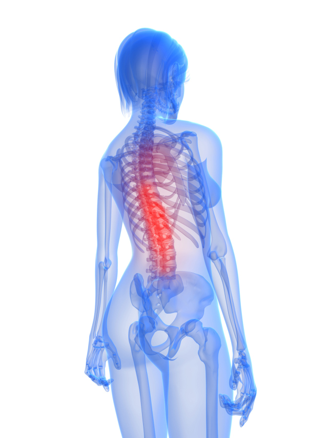 illustration of human spine
