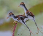 This and the following photos show some of the wildlife on view around the lodge.