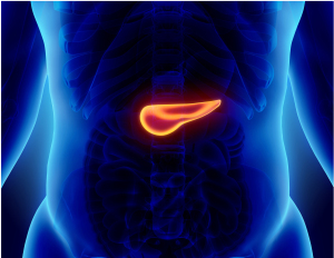 Outside of New York City, Upstate is the only institution in the state that the National Pancreas Foundation has designated as an NPF Center for the Care and Treatment of Pancreatic Disease. The illustration above shows the pancreas's location in the body.