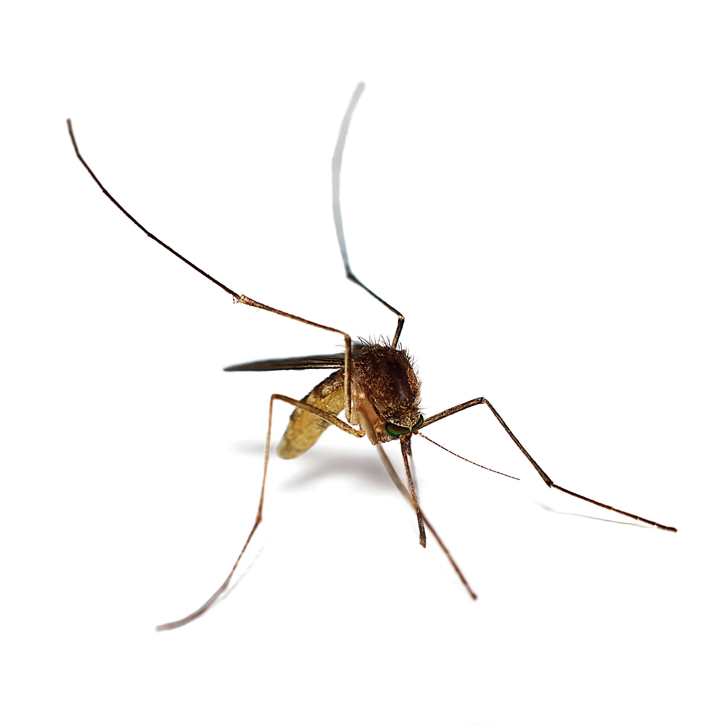 Controlling mosquitoes is crucial to controlling diseases spread by the insects, such as malaria, or, closer to Central New York, eastern equine encephalitis.