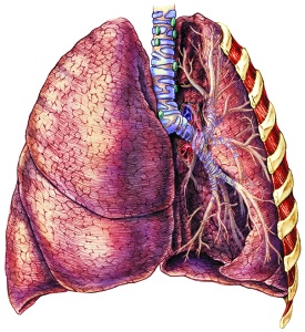 illustration of lungs