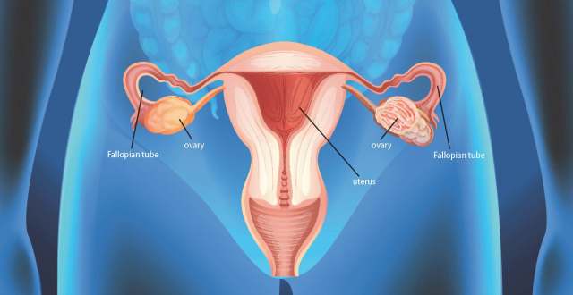 female reproductive organs