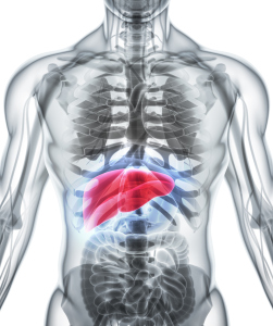 The liver, shown in red, plays numerous roles in the body.