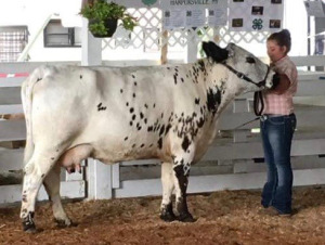 Paige with a cow she sold in 2017.