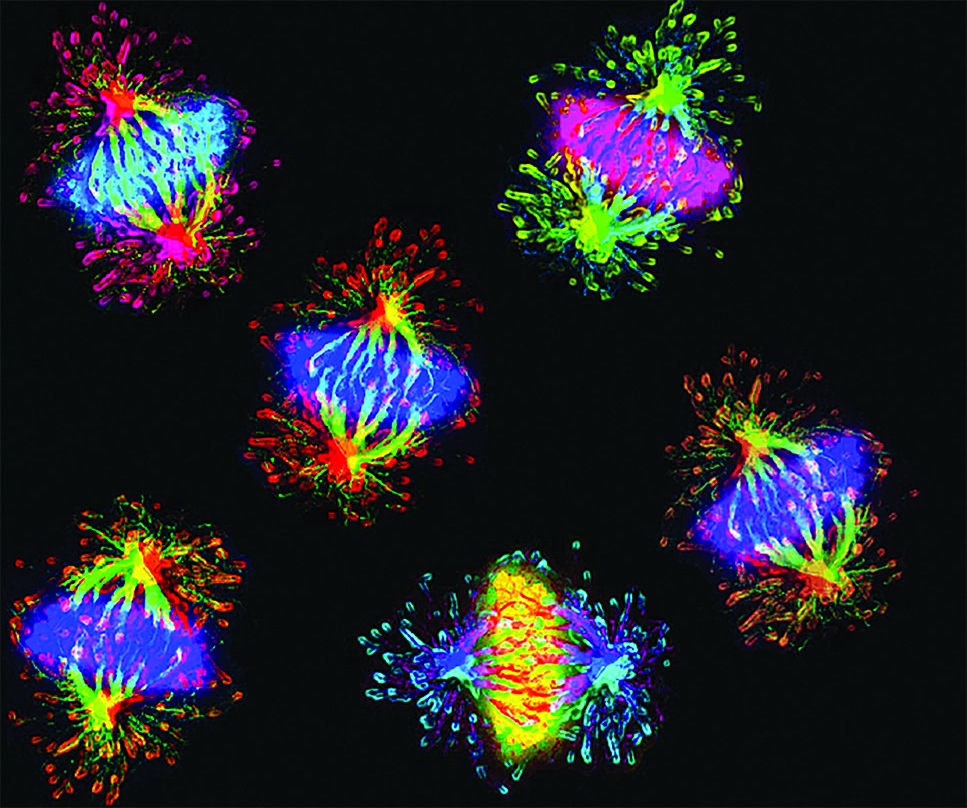 cell division