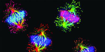 Science Is Art: Cell division