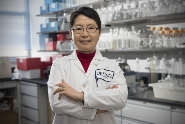 Li-Ru Zhao, MD, PhD, is an Upstate scientist researching stem cell factor therapy for treating brain damage. (PHOTO BY WILLIAM MUELLER)