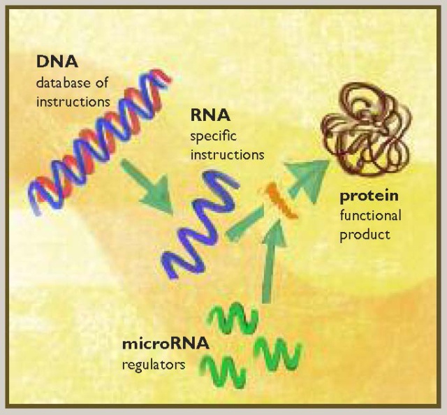 DNA, RNA and microRNA