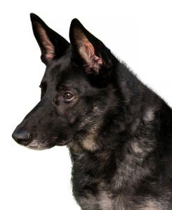 Sasha, Jackie Warren-Moore's dog