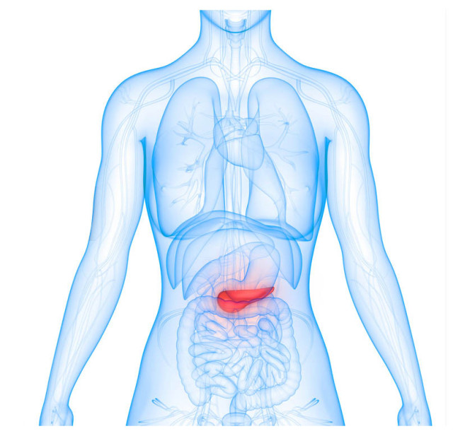 The pancreas is shown in red.