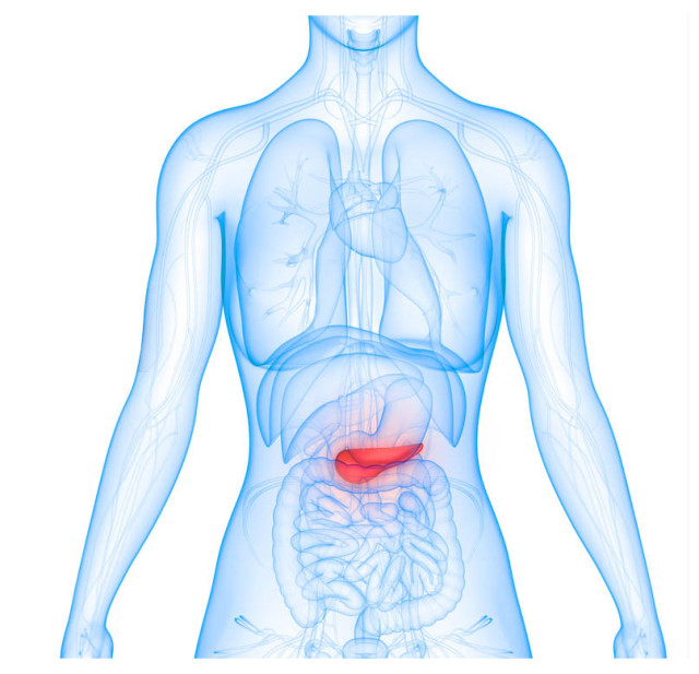 The pancreas is shown in red.