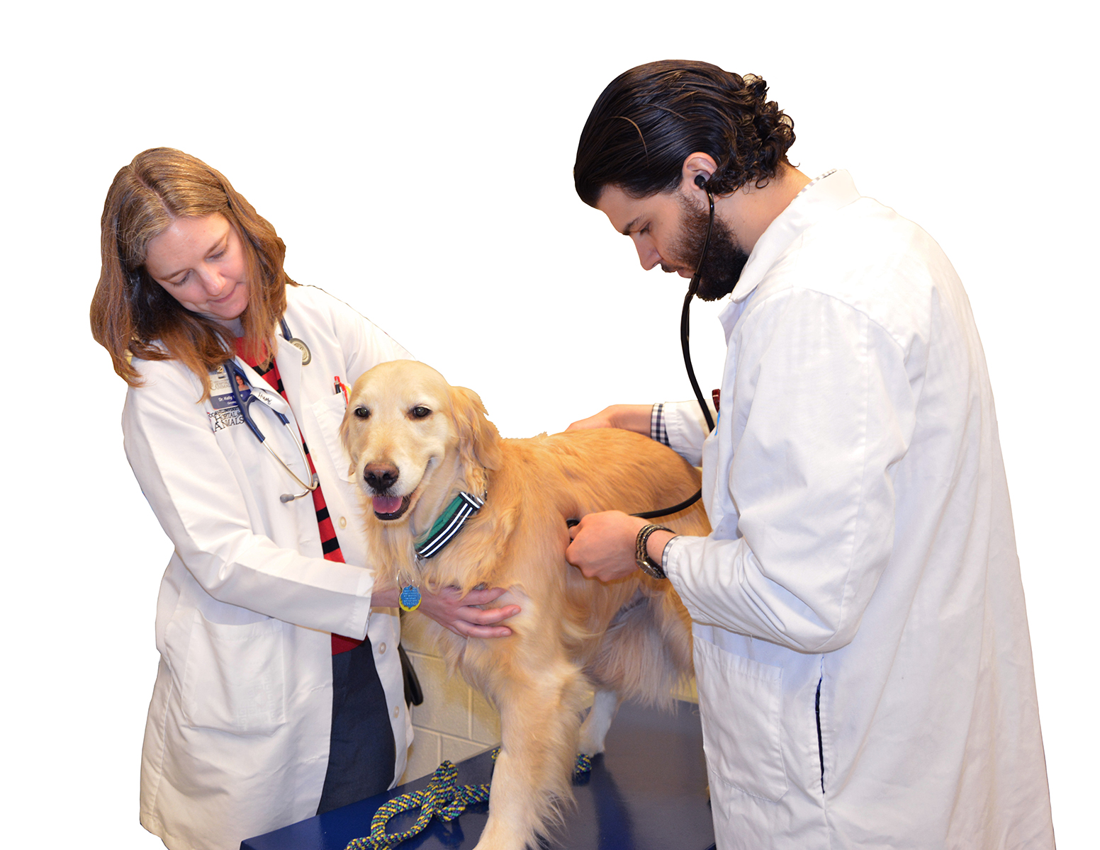 Treatment for canine cancer serves as model for humans | What's Up at  Upstate | SUNY Upstate Medical University