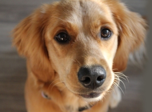 If your dog has lymphoma, it may be eligible for a clinical drug trial at Cornell University's Hospital for Animals. See below for details.
