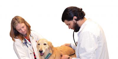 Treatment for canine cancer serves as model for humans  